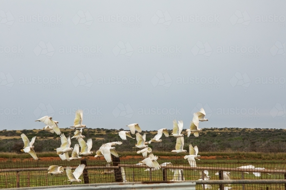 Flock of white Corella birds taking flight in the outback with station fences and yards - Australian Stock Image