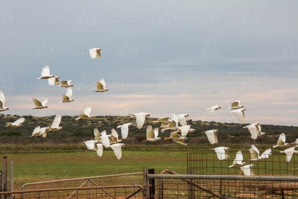 Flock of white Corella birds taking flight in the outback with station fences and yards - Australian Stock Image
