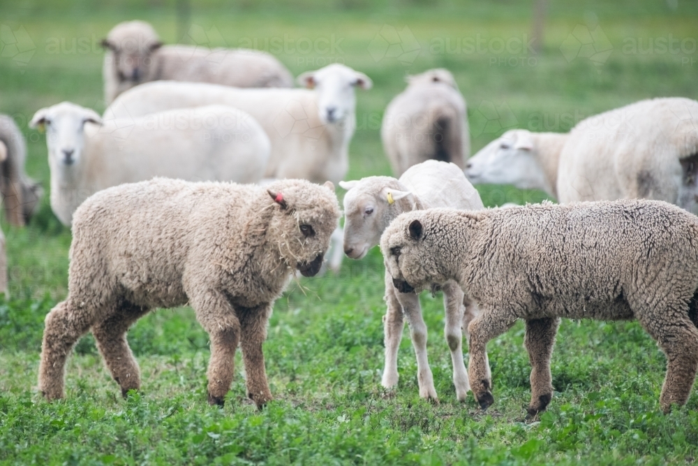 Image of Flock of white sheep in green pasture - Austockphoto