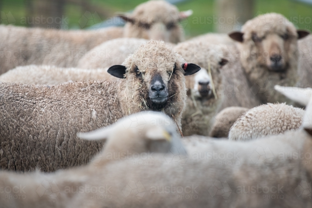 Image of Flock of white sheep looking at camera - Austockphoto