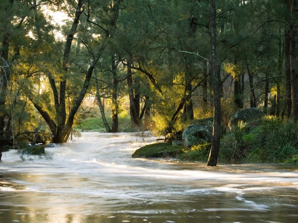 Flooded river with She Oak trees - Australian Stock Image