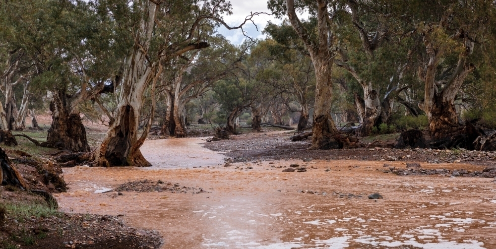 floodwaters in gum lined creek - Australian Stock Image