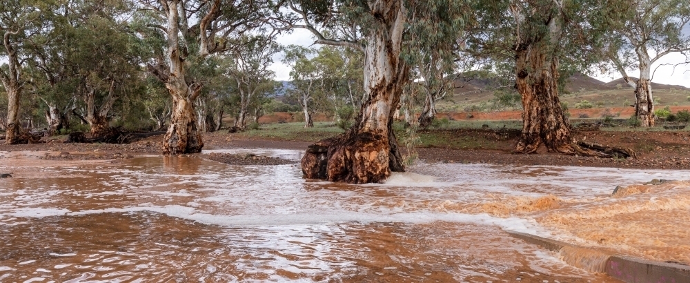 floodwaters in gum lined creek - Australian Stock Image