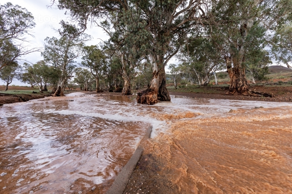 floodwaters in gum lined creek - Australian Stock Image