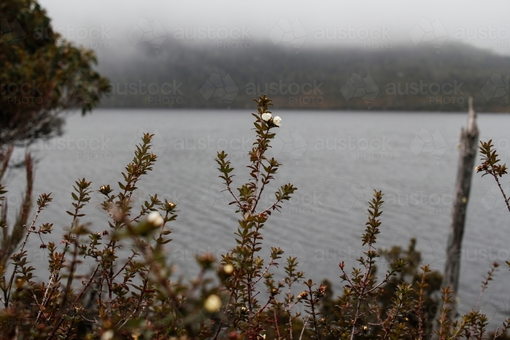 Flora on foreshore of Dove Lake, Tasmania - Australian Stock Image