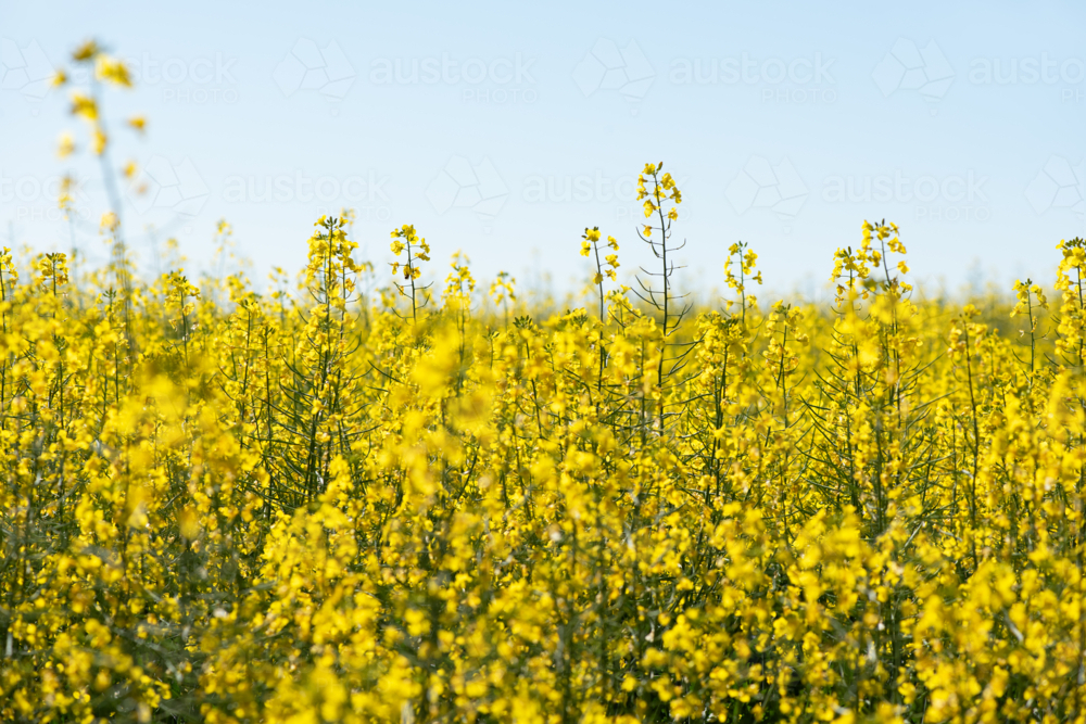 Flourishing canola crop field with clear blue sky copy space - Australian Stock Image