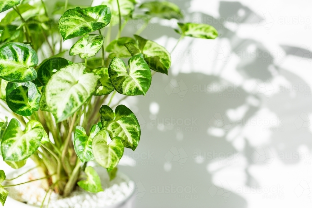 Flourishing pot plant in house casting shadows on white wall from sunlight - Australian Stock Image