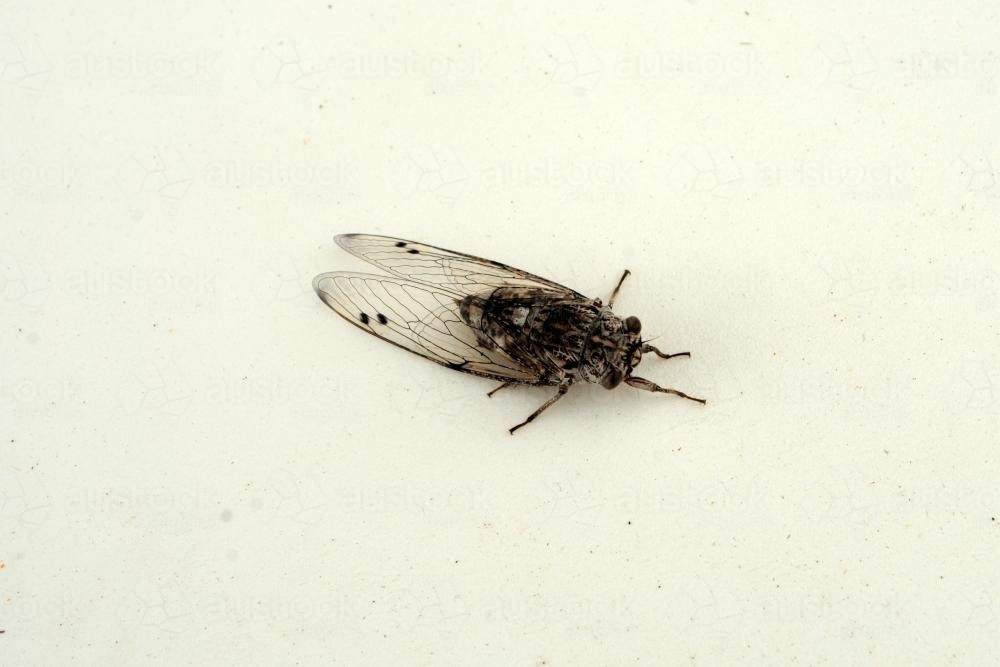 Floury Baker Cicada (Aleeta curvicosta) - Australian Stock Image