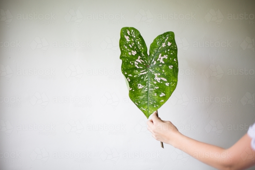Flower arrangement in a  florist's studio - Australian Stock Image
