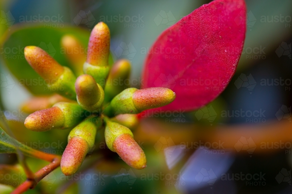 flower buds tinged red and red leaf on mallee tree - Australian Stock Image