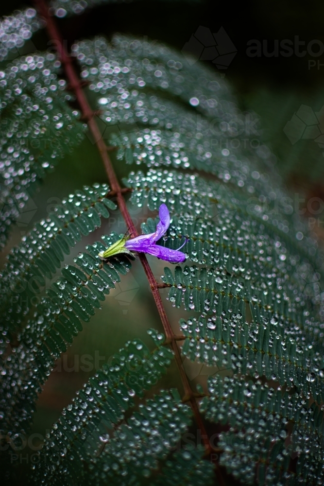 Flower Petal Perched On a Dew Drop Covered Leafy Tree Branch - Australian Stock Image