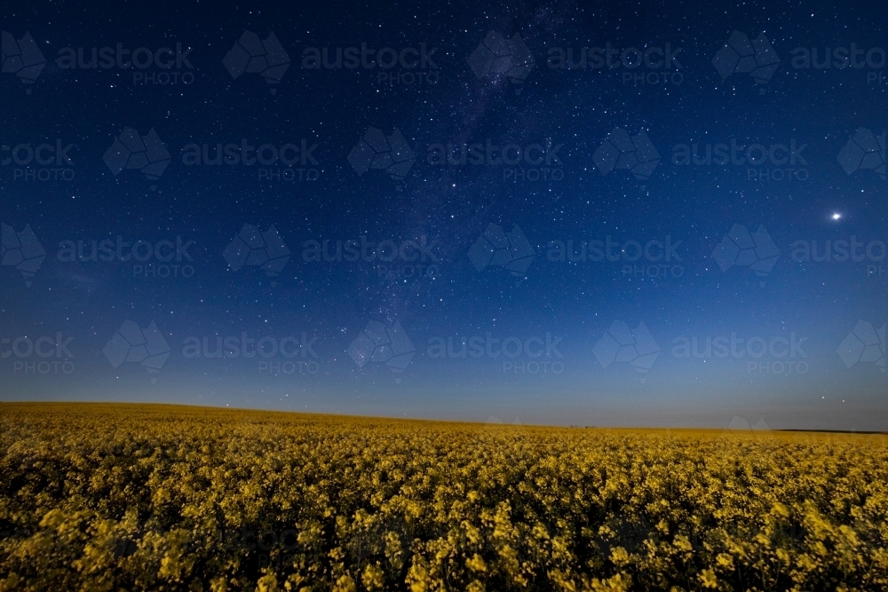 flowering canola at night under starry sky - Australian Stock Image