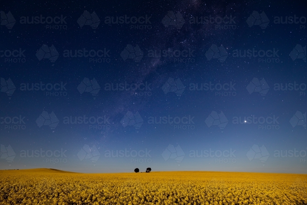 flowering canola at night under starry sky - Australian Stock Image