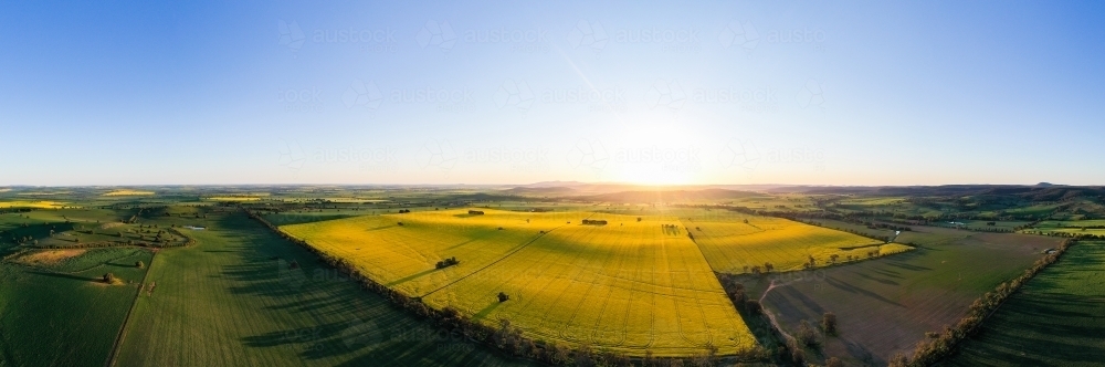 Flowering canola crop at sunset - Australian Stock Image
