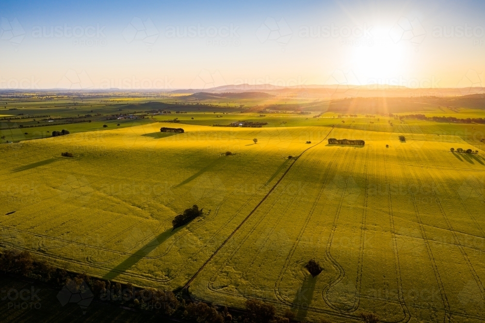 Flowering canola crop at sunset - Australian Stock Image