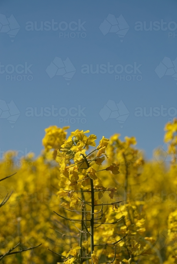Flowering Canola Crop close up - Australian Stock Image