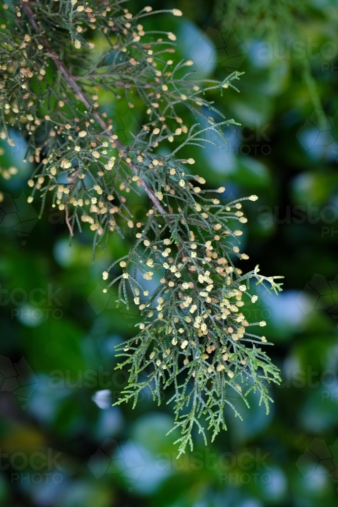 Image of Flowering cypress tree Austockphoto
