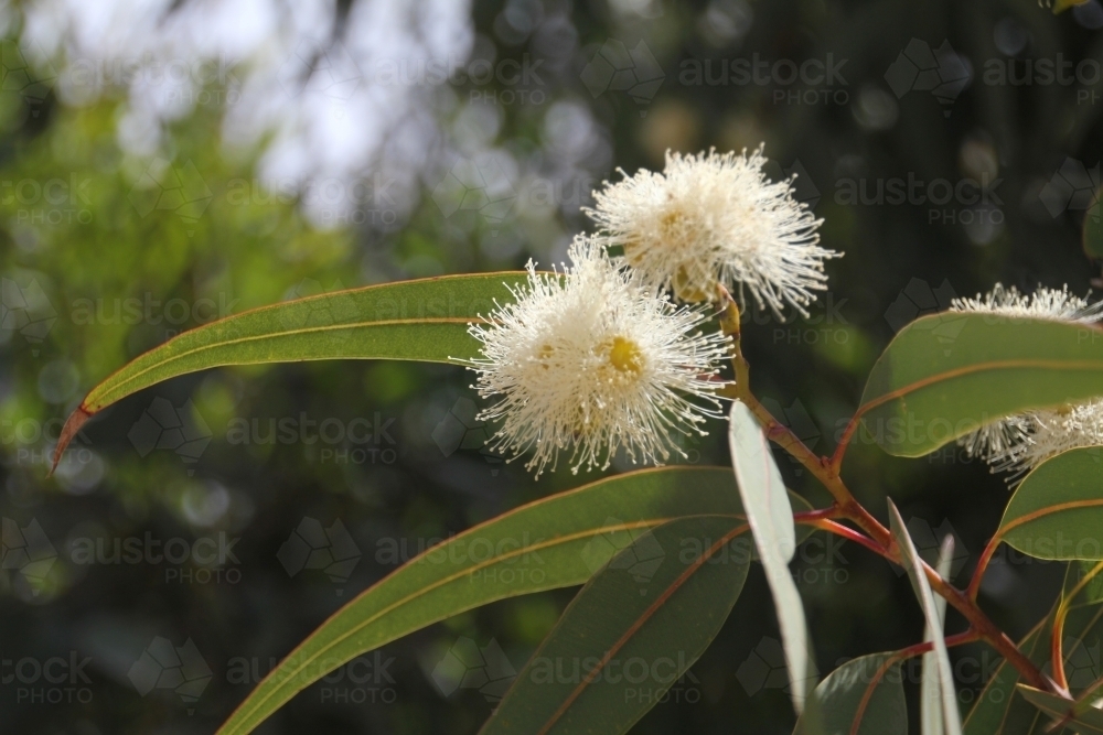 Flowering eucalypt tree - Australian Stock Image