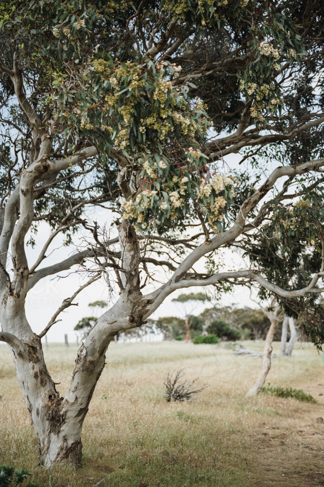 flowering eucalypts in the paddock : Austockphoto flowering eucalypts in the paddock - Australian Stock Image