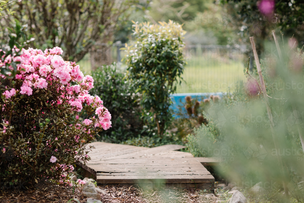 flowering garden with wooden footpath and pink flowers - Australian Stock Image