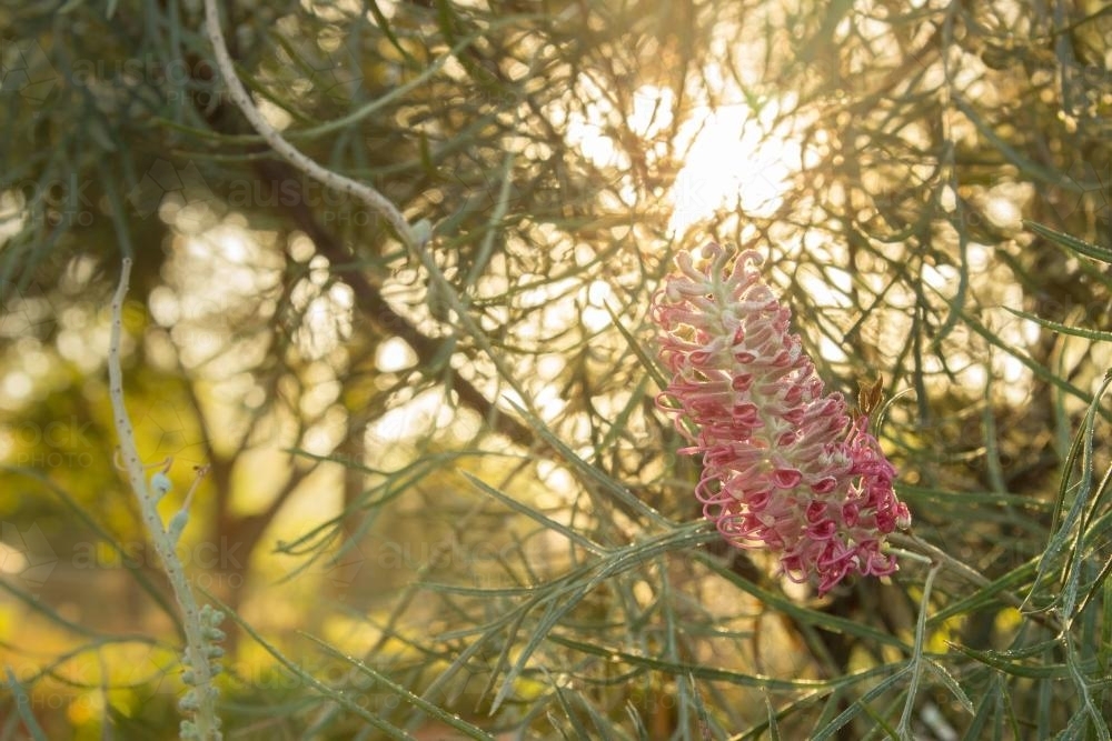 Flowering grevillea with morning light shining through it - Australian Stock Image