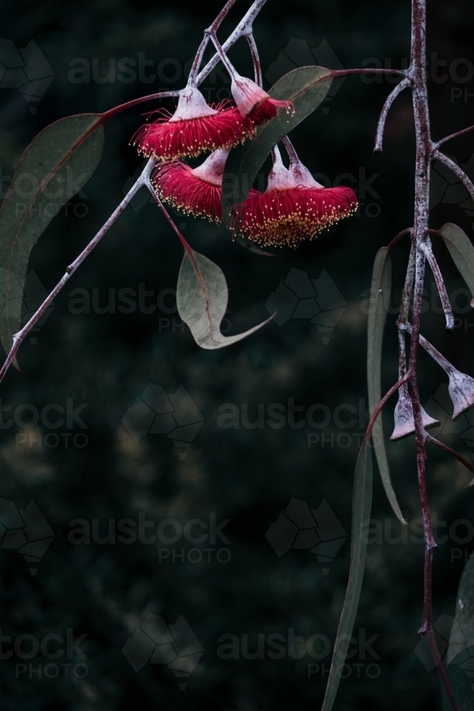 Flowering gum close up. - Australian Stock Image