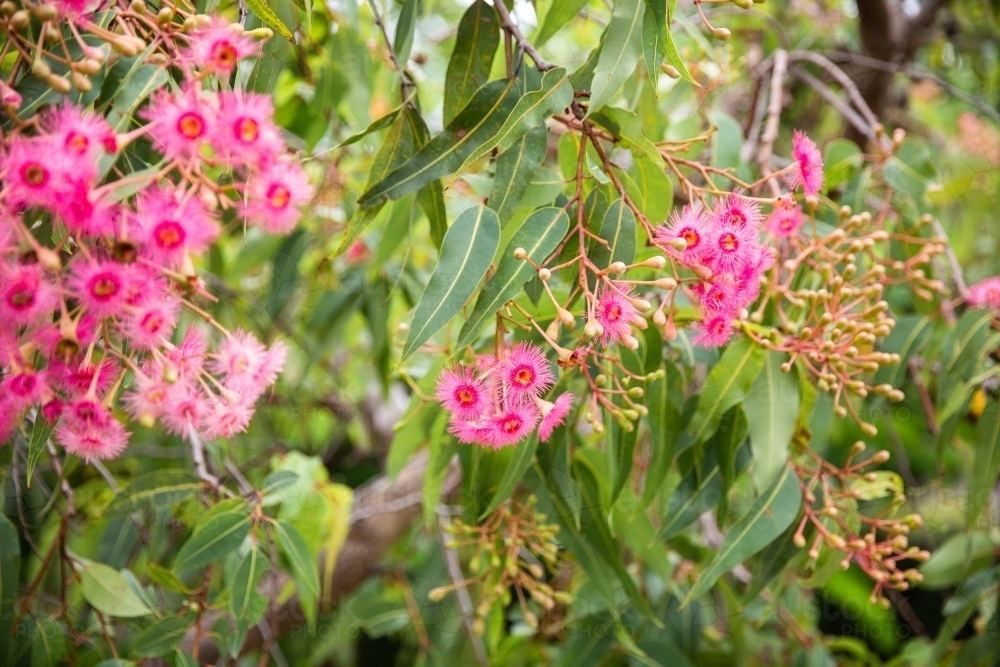 flowering gum tree with pink blossoms and green leaves - Australian Stock Image