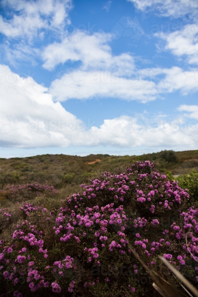 Flowering heathland at madfish bay - Australian Stock Image