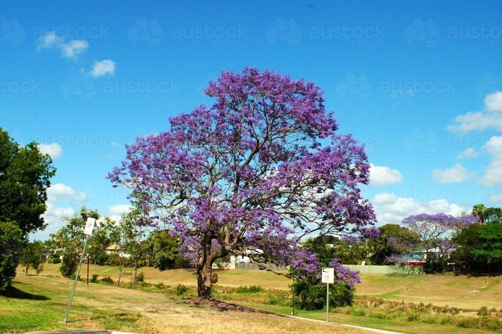 Flowering jacaranda tree - Australian Stock Image