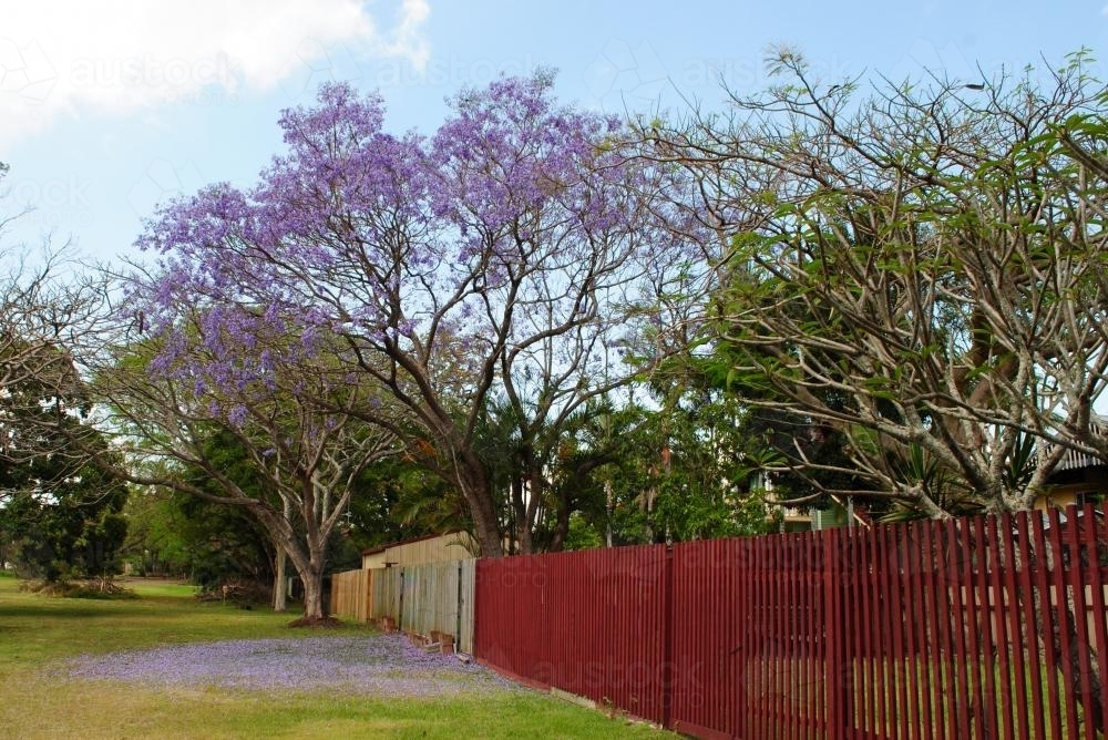 Flowering jacaranda tree - Australian Stock Image