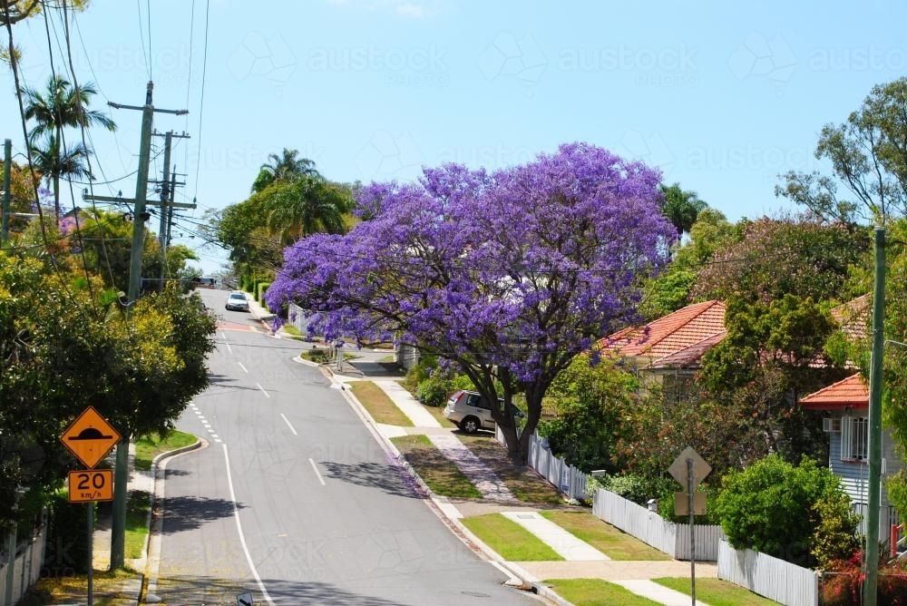 Flowering jacaranda tree in Grange, Brisbane - Australian Stock Image