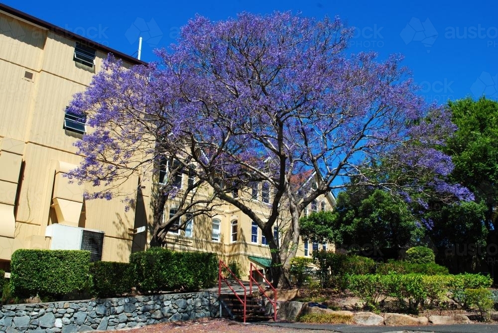 Flowering jacaranda tree in Spring Hill, Brisbane - Australian Stock Image