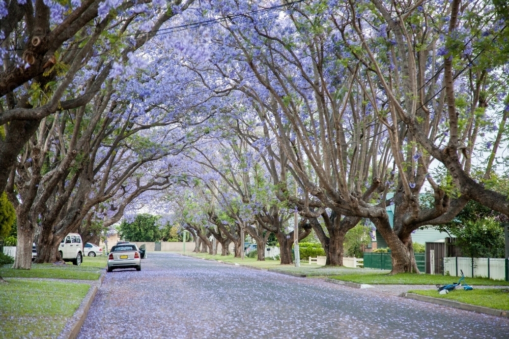 Flowering jacaranda trees arch over a suburban street - Australian Stock Image