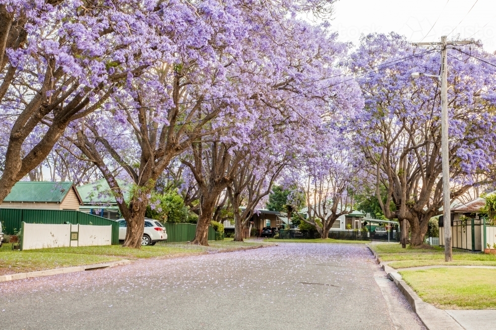 Flowering jacaranda trees line a suburban Singleton street - Australian Stock Image