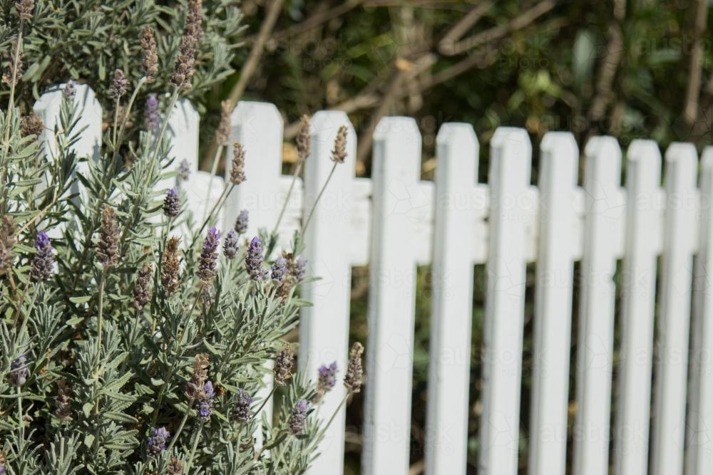 Flowering lavender bush beside a white garden fence - Australian Stock Image