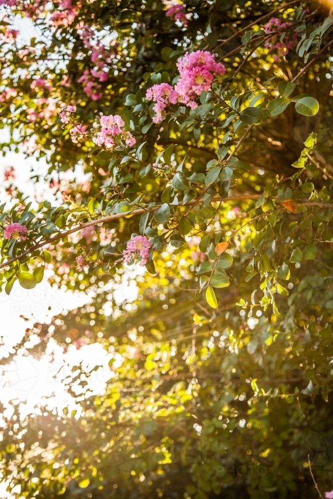 Flowering pink crepe myrtle bush in afternoon light - Australian Stock Image