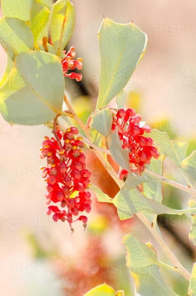 Flowering red grevillea plant with grey green leaves - Australian Stock Image