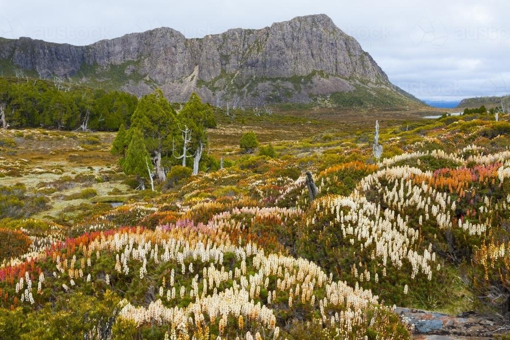 Flowering Scoparia and King Davids Peak - Australian Stock Image