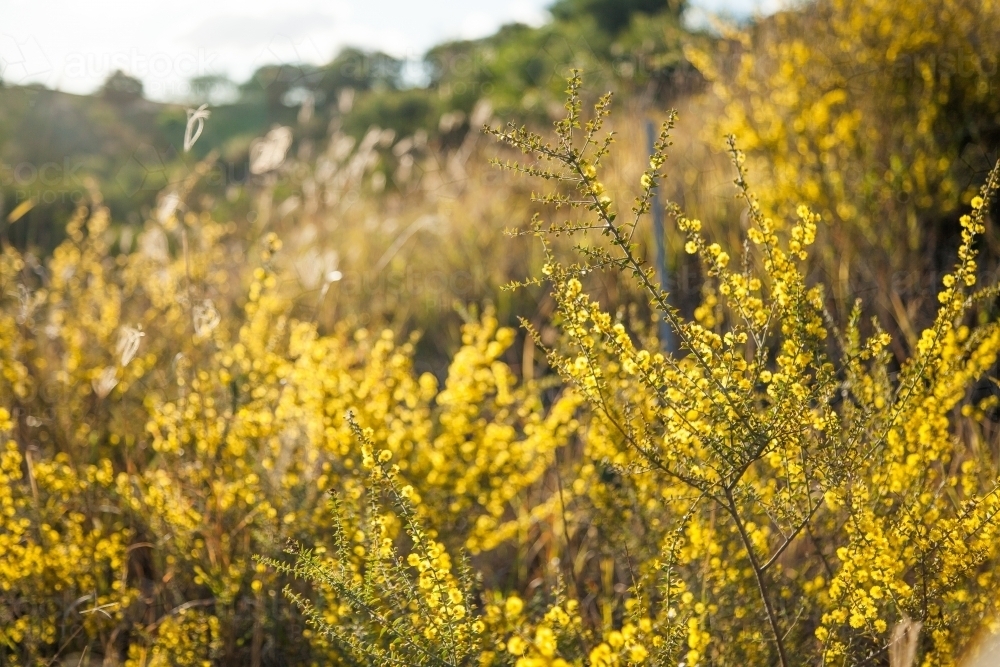 Flowering scrubland native wattle bush in overgrown paddock - Australian Stock Image