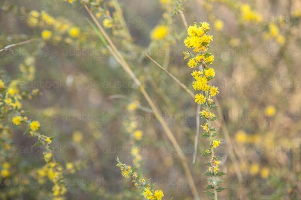 Flowering scrubland native wattle bush in the morning - Australian Stock Image