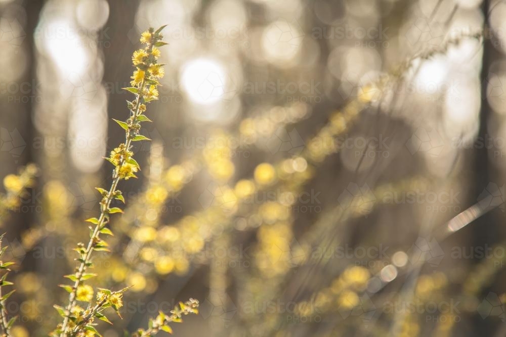 Flowering scrubland native wattle bush in the morning - Australian Stock Image