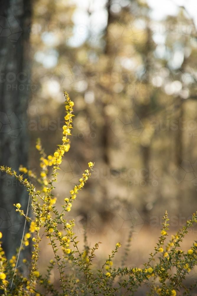 Flowering scrubland native wattle bush with copy space - Australian Stock Image