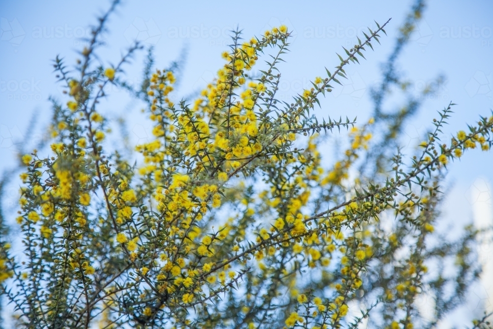 Flowering scrubland native wattle bush yellow against blue sky - Australian Stock Image