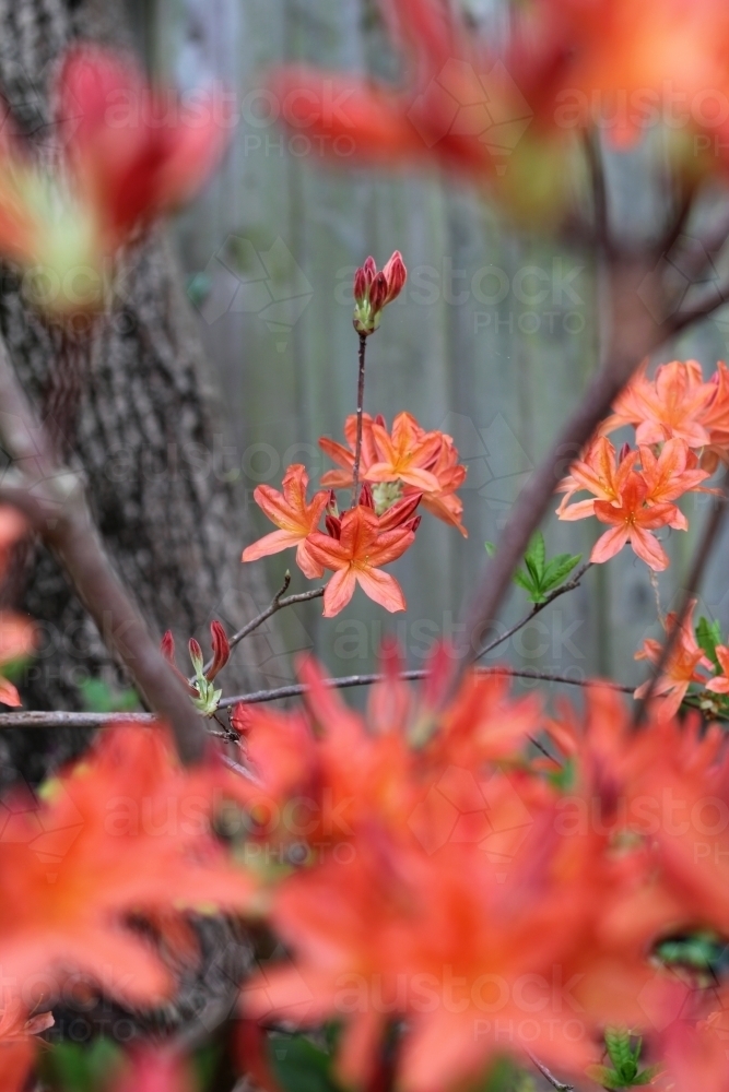 Flowering shrub in front of timber fence - Australian Stock Image