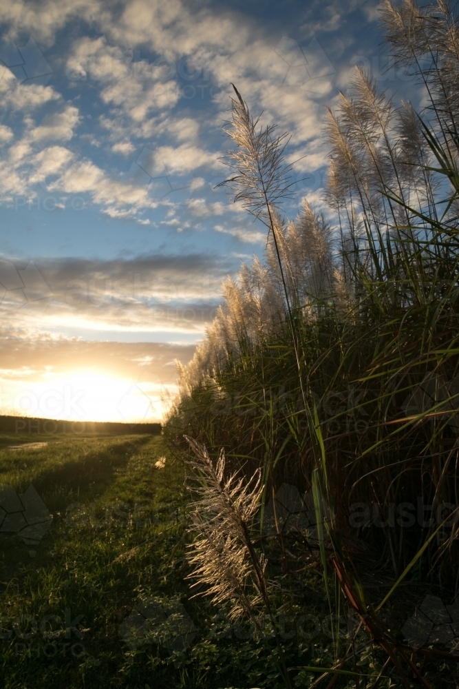 Flowering sugar cane near Wallaman Falls, Qld - Australian Stock Image