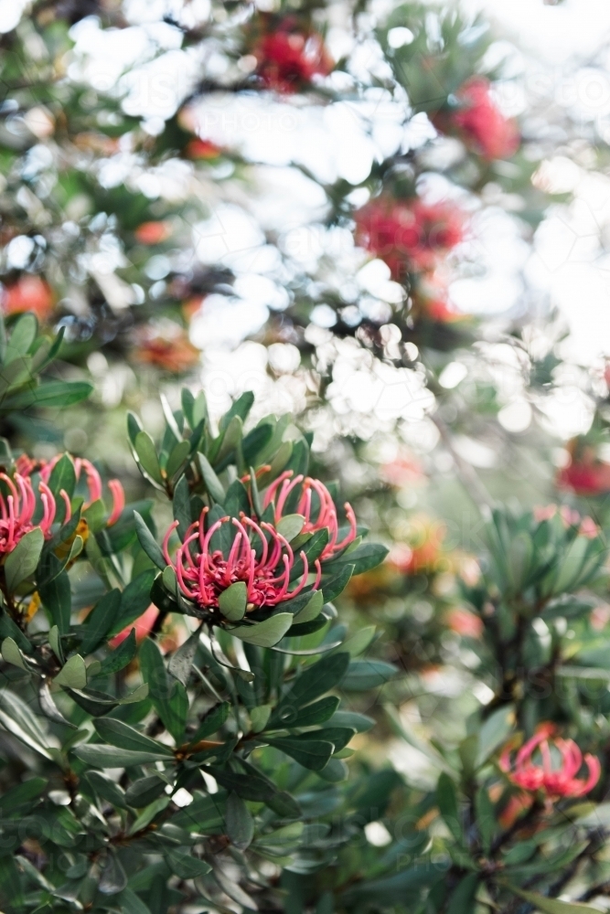 Flowering Tasmanian Waratah plant - Australian Stock Image