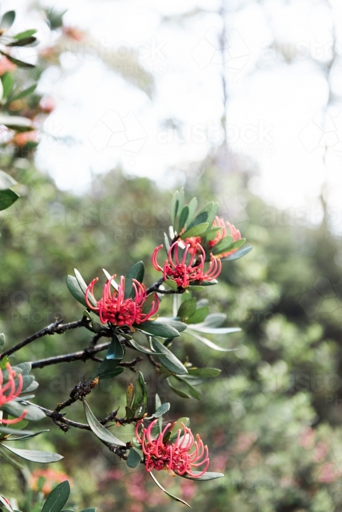 Flowering Tasmanian Waratah plant - Australian Stock Image