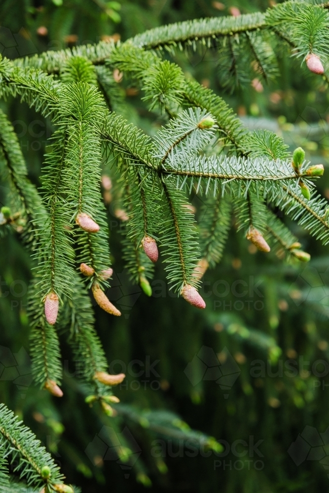 Flowering tips on a native pine tree. - Australian Stock Image