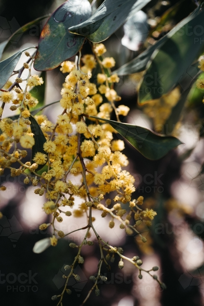 Flowering Wattle - Acacia - Australian Stock Image