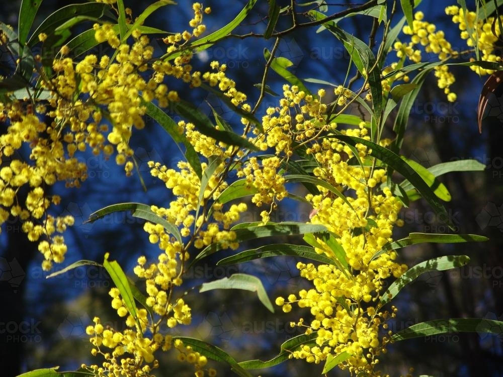 Flowering wattle tree - Australian Stock Image